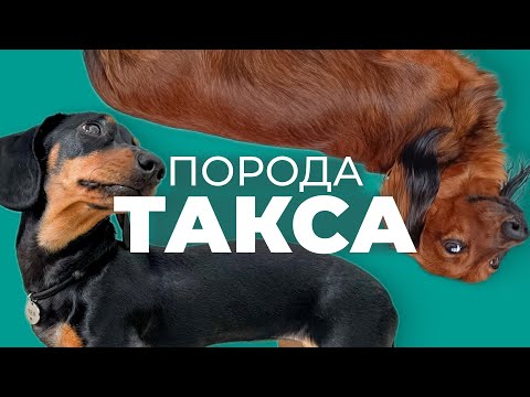 Такса🐾 особенности породы Плюсы и минусы, характер, уход, воспитание, дрессировка, отзывы🐶