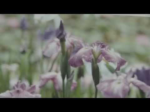 失恋記念日(石野真子さん)カバー/Jeenne