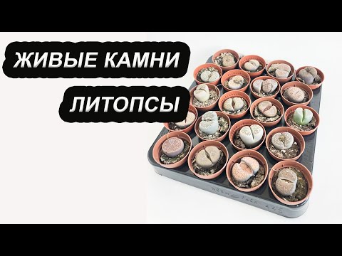 Живые Камни | Обзор Литопсов из Голландии