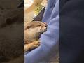 眠くなってきちゃったかな?☺️ #カワウソ #癒し #癒し動画