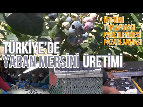 Video: Yaban Mersini: Böyümək üçün 5 Səbəb
