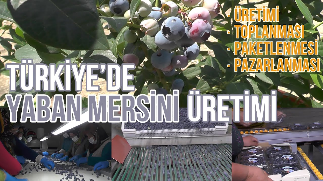 Yaban Mersini (Blueberry) (Üretimi-Toplanması-Paketlenmesi-Pazarlanması) - Çiftçinin Seyir Defteri