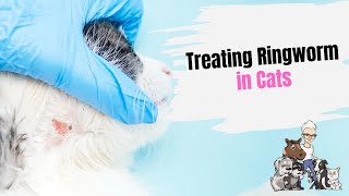 Episode 69: Treating Ringworm in Cats