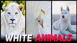 TOP 10 MOST BEAUTIFUL WHITE COLORED ANIMALS