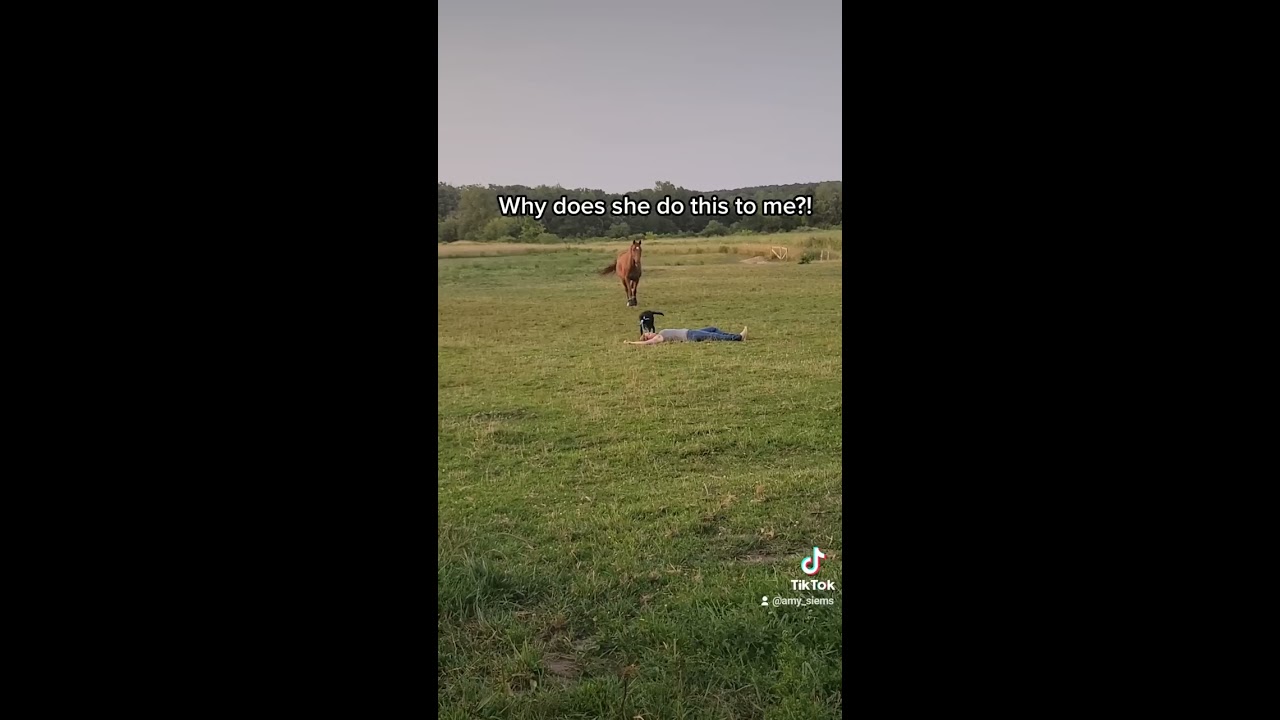 Pretend To Faint And See How Your Horse Reacts Song David Morris Carrying Love