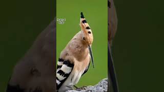 Qari hamid ali zada | beautiful Quran recitation | Hub of bayan