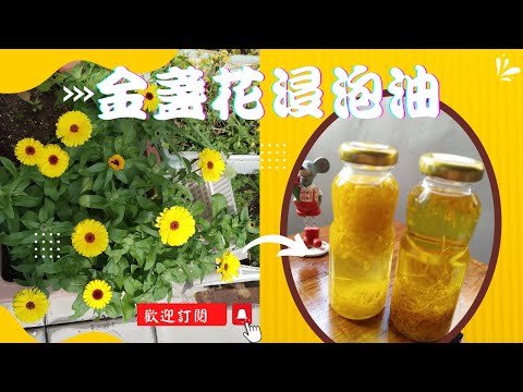 【金盞花浸泡油】從撒種子到開花、採收、乾燥，DIY浸泡油丨鮮花與乾燥花浸泡油的比較