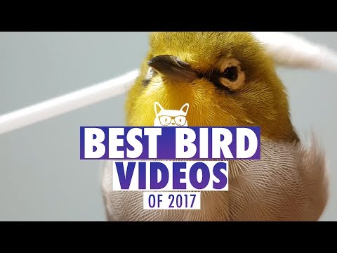 Best Bird Videos of The Year 2017 | Pets of 2017