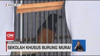 Sekolah Khusus Burung Murai