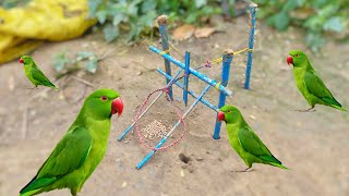 Best Unique More Creative DIY Quail Trapping Technique With Wood#trap#birdtrend#trap#trapvideo