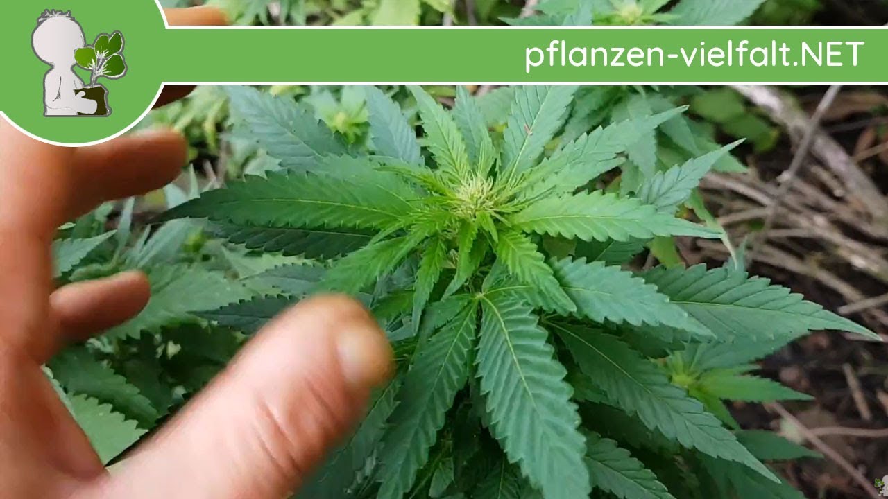 Hanf Der Der Auch Gras Genannt Wird 05 09 18 Cannabis Outdoor Grow Fund Youtube