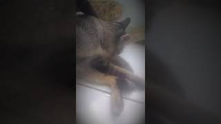 Ahali madaer gatre awpg 🐆😅😸
