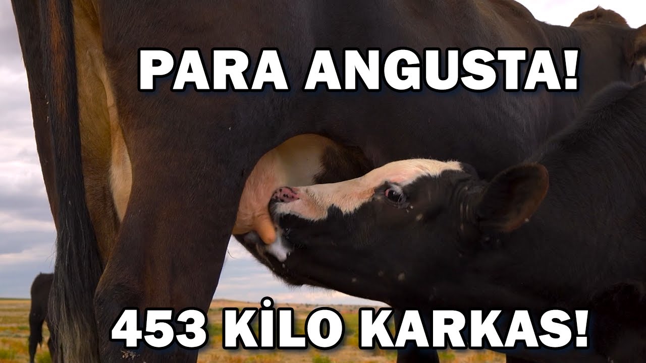 Para Angusta! Öğretmenliği Bıraktı Köye Angus Getirdi Kafayı Yedi Dediler!  / Abi Nerdesin?