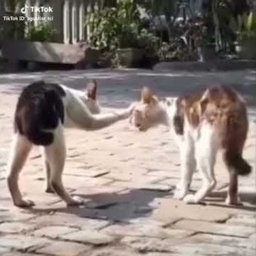 tik tok terbaru kucing kesurupan
