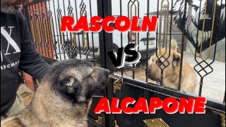 RASCOLN ALCAPON’A RACON KESEBİLDİMİ ?