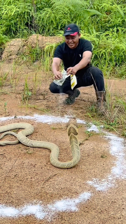 Giant king cobra monster surrounded by salt | adventure manda | king cobra