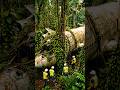 Abandoned Jungle Airplane Restoration - From Forgotten Wreck to Revived Giant ✈️#shorts #shortsfeed