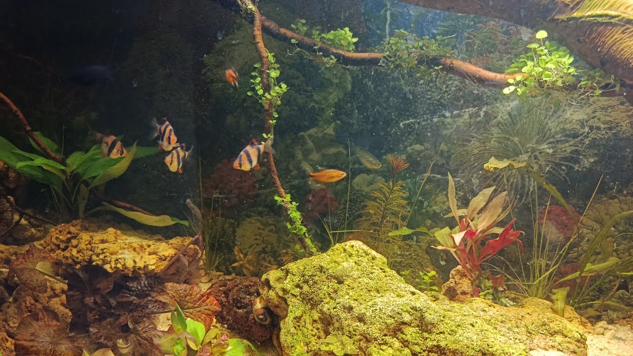 Аквариум запуск ❤️37 день❤️ 24. 12.25 Тюмень