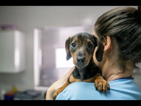 Video: Il mio cane ha sviluppato macchie nere sul naso e sulle palpebre: quali sono le cause?