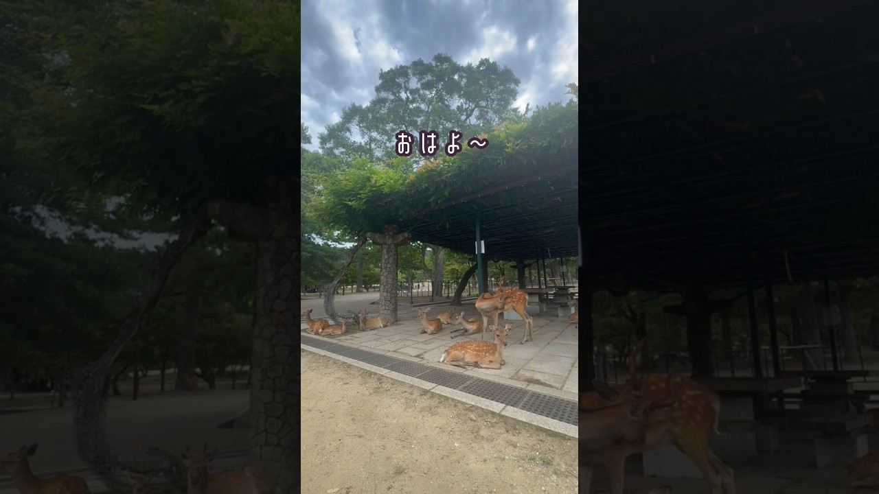 【奈良】一年に一度の特別な日のVlog♡