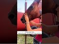 Goofy Horses Being Chaotic &amp; Cute#FunnyHorses #HorseCompilation #HilariousHorses