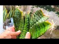Unique Skill Snake Plant Propagation By Leaf Cutting In Soil