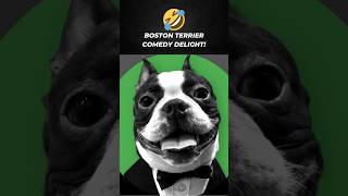 Boston Terrier Comedy Delight!#shorts #dogs #funny #cute #pets #animals