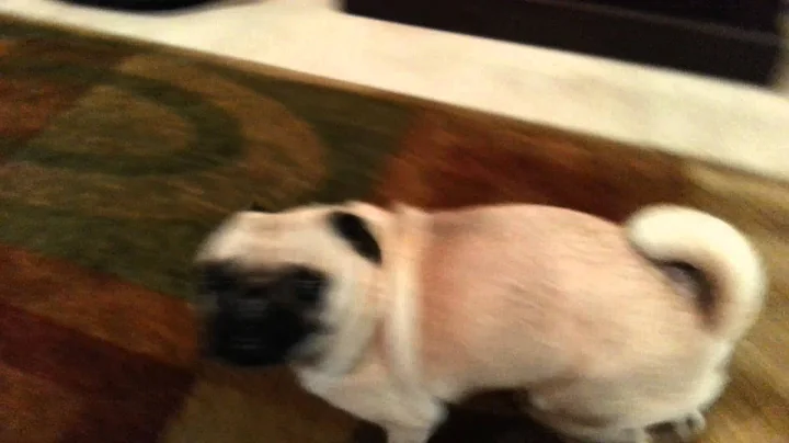 Stella the pug being followed... telling me to lea...