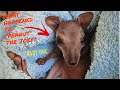 A Rock Wallaby Joey rescued from under our house🦘. Part 1 - #shorts