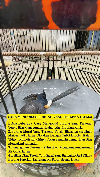 Burung Murai Batu Gacor #burung #lovebirdkicau #birds #kicauburunglovebird #muraibatu #kicaumania