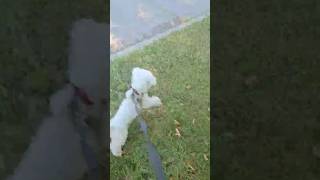 Download Mp3 Kyle saw dogs way off in the distance & went full bark mode, acting like a fluffy security guard. 🐾 Gudang lagu Download Mp3 Kyle saw dogs way off in the distance & went full bark mode, acting like a fluffy security guard. 🐾