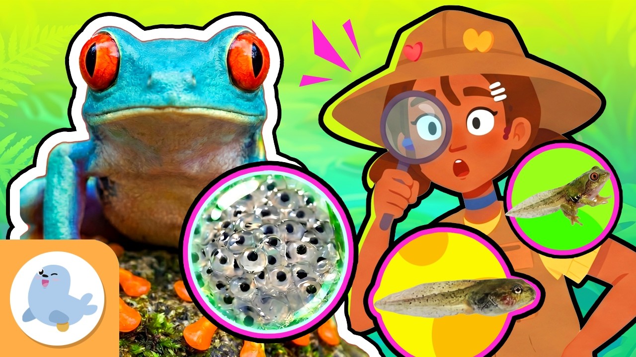 🐸 La RANA y su METAMORFOSIS 💦 Del renacuajo y a la rana adulta