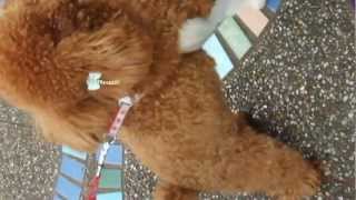 DSCF6355[1].avi