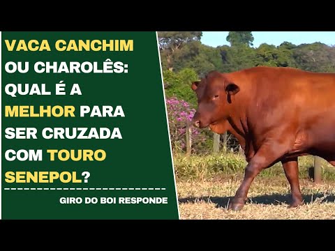 VACA CANCHIM OU CHAROLÊS: QUAL É A MELHOR PARA SER CRUZADA COM SENEPOL?