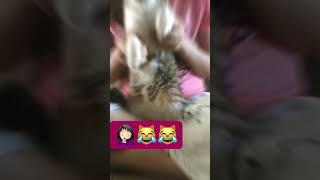 Bomchi Dance Cat Version シViral