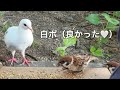 優しい白ハトさん