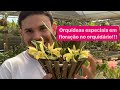 A ORQUÍDEA que eu tanto queria FLORESCEU!!!