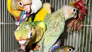 How To Add 2 #Parrots To A Flock - #parrot_bliss