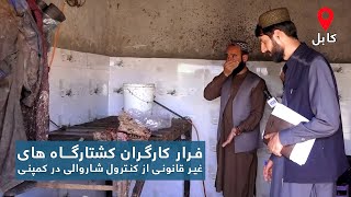 Illegal slaughterhouses workers escape / فرار کارگران کشتارگاه های غیر قانونی از کنترول شاروالی screenshot 1