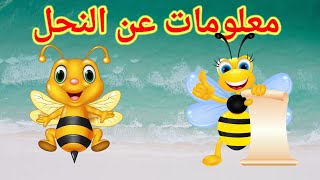 معلومات عن النحل 👈👈 للأطفال الصغار