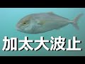 加太 大波止 【海釣り水中映像】