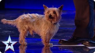 Ant runs scared as Max the dog returns to the BGT stage! | Britain’s Got More Talent 2017