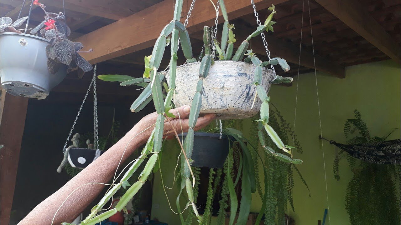 Cactos pendentes e outras plantas dependuradas - thptnganamst.edu.vn