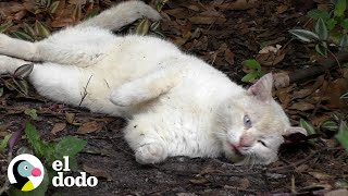 Gatito cambia las calles por viajes alrededor del mundo | El Dodo