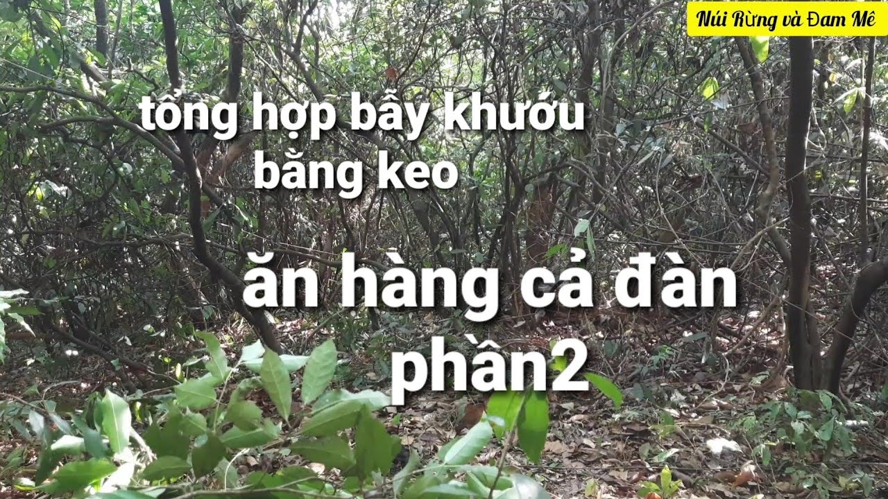 Tổng hợp những kèo bẫy khướu bằng keo và những âm thanh bẫy hủy diệt nhất-Núi Rừng và Đam Mê p2