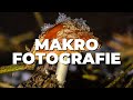MAKROFOTOGRAFIE im WALD bei SCHNEE | NIKON 105 mm f2.8 G AF-S Micro