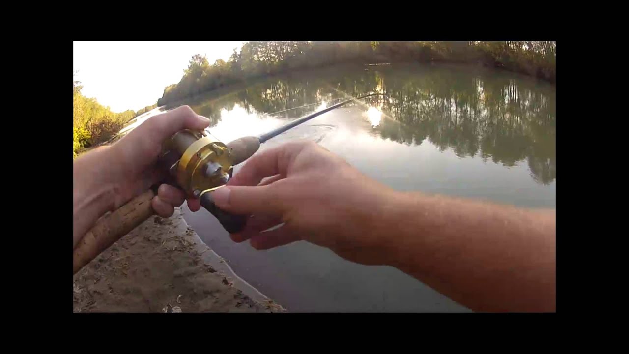Pink / humpy salmon nooksack river YouTube