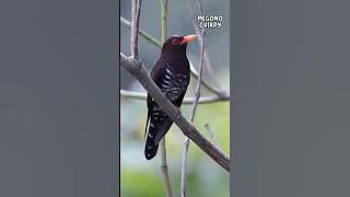 Burung KEDASIH UNGU yang kini banyak dicari