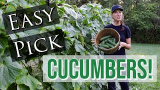Why a Cattle Panel Trellis for Cucumbers makes the Best Harvests!
