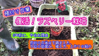 復活！ラズベリー栽培、苗選び、植付け方《家庭菜園》